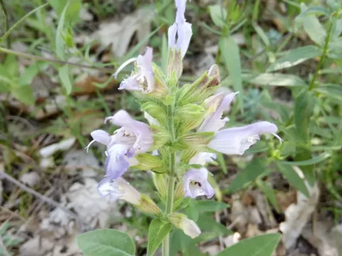Salvia tomentosa