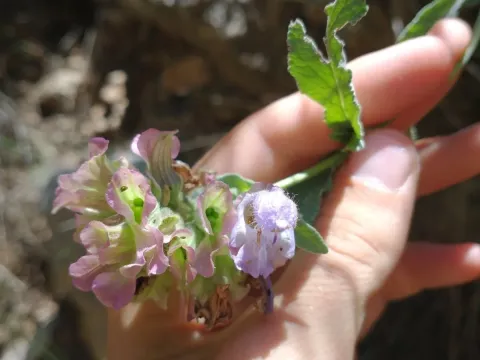 Apple sage