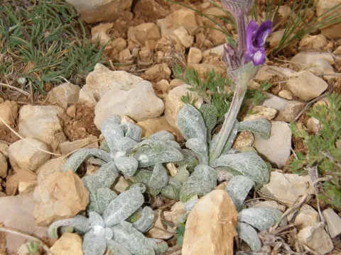 Salvia phlomoides