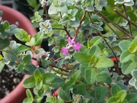 Origanum microphyllum