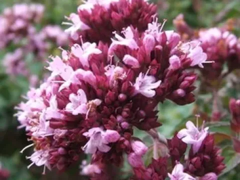 Origanum compactum