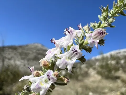 Satureja cuneifolia