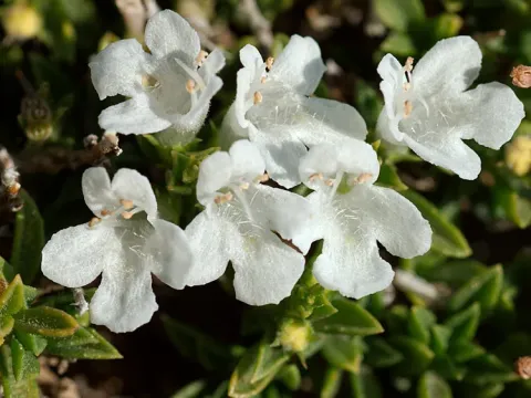 Satureja spinosa