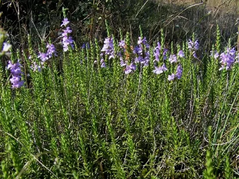 Blue savory