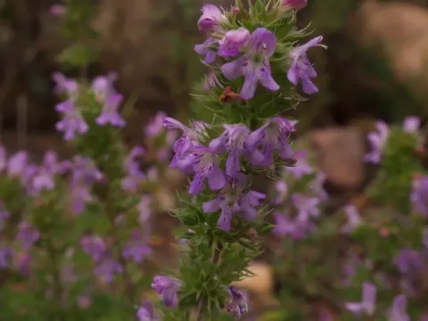Unknown savory