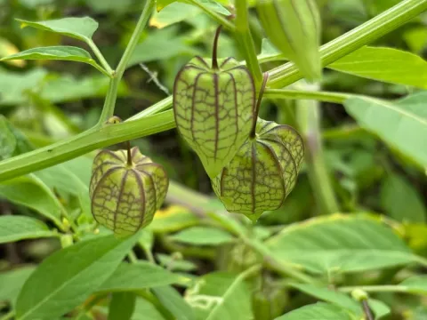 Physalis pendula