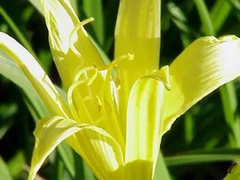 Thunberg's daylily