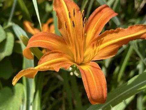 Hemerocallis littorea