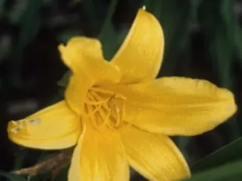 Middendorff's daylily