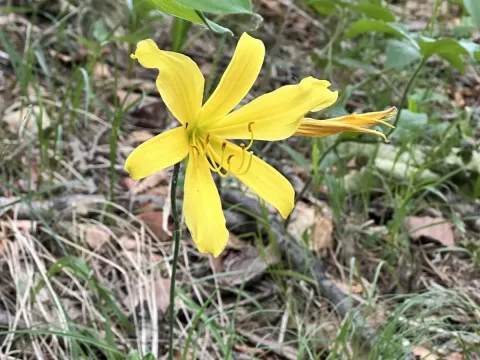 Hemerocallis minor