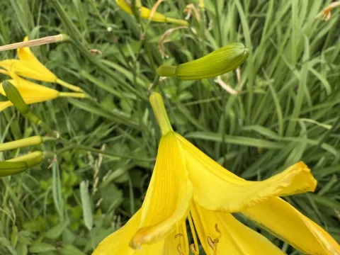 Yezo daylily