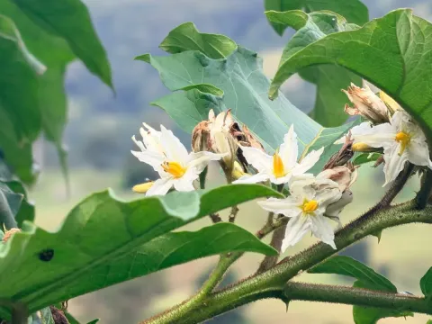 Solanum chrysotrichum