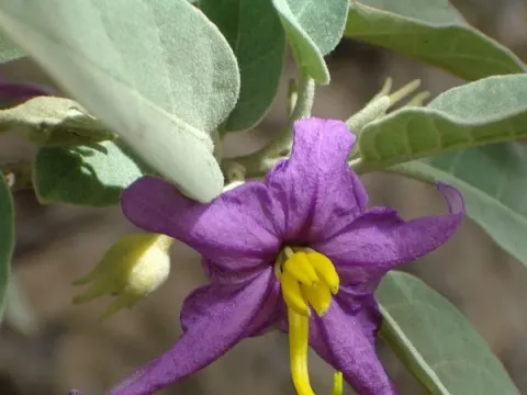 Solanum lidii