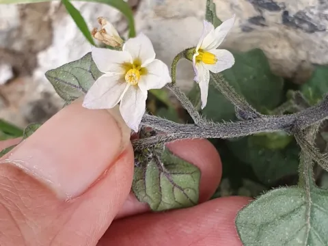 Solanum patens
