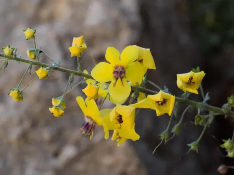 Arcturus Mullein