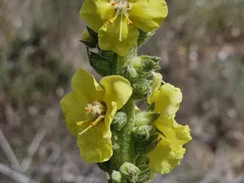 Simple mullein