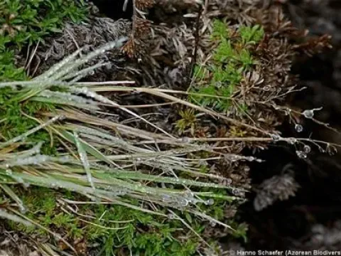 Agrostis congestiflora