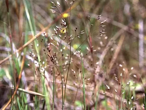 Aira provincialis
