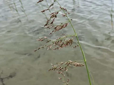 Arctophila