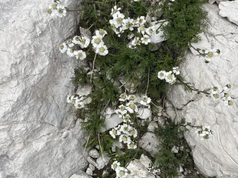 Achillea atrata