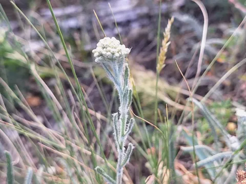 Seidl's yarrow