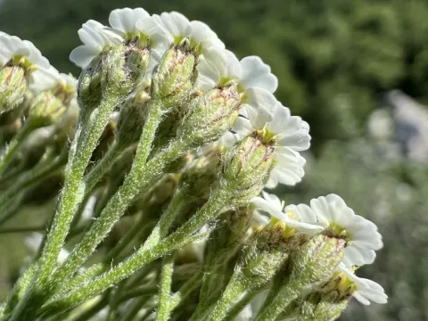 Green yarrow