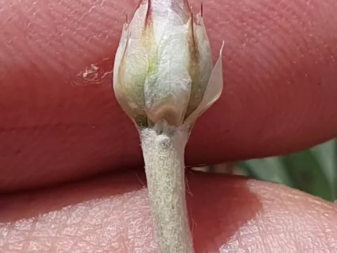 Xeranthemum inapertum