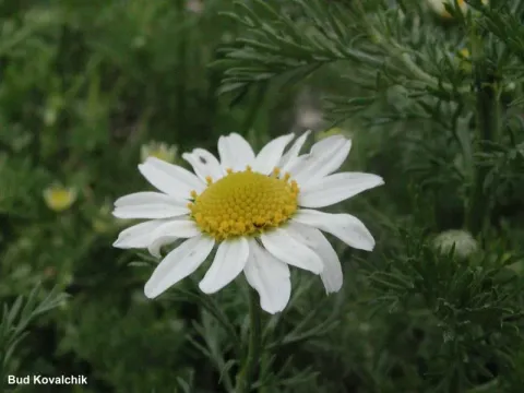 Tripleurospermum decipiens