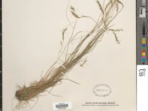 Antuco fescue