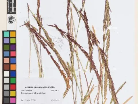 Eragrostis confertiflora