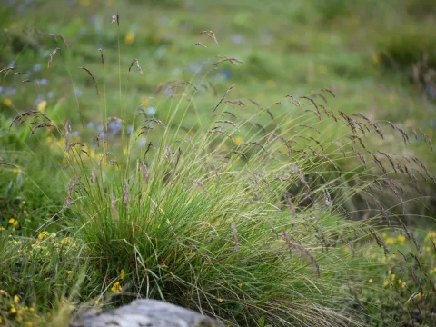 Festuca acuminata