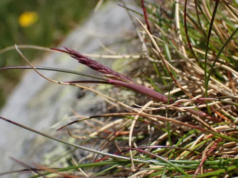 Festuca airoides
