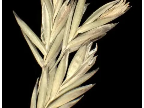 Alpine fescue