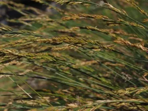 Smooth fescue
