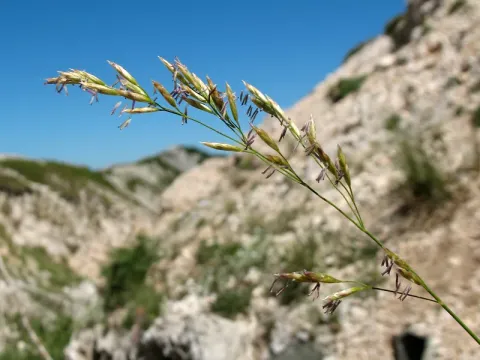 Festuca dimorpha