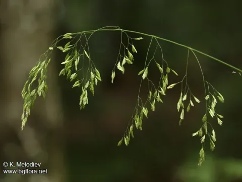 Wood fescue
