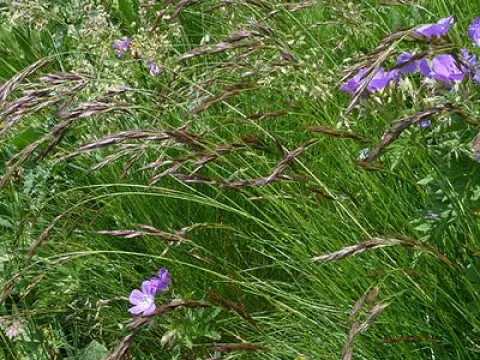 Black-eyed fescue