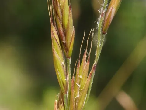 Hard fescue