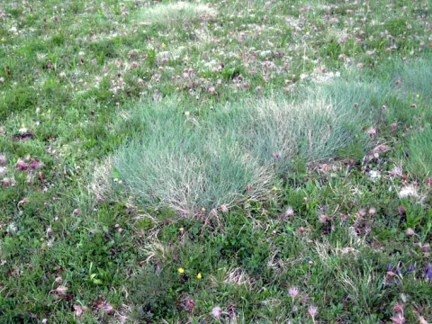 Narrow-flowered fescue