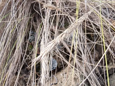 Festuca jubata