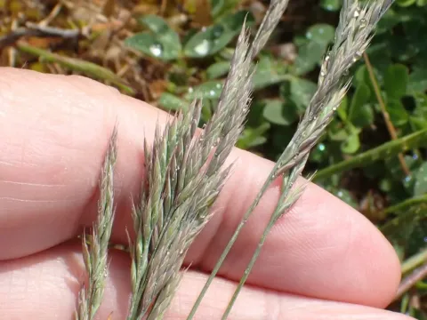 Rush-leaved fescue