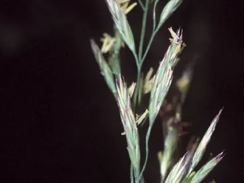 Loose fescue
