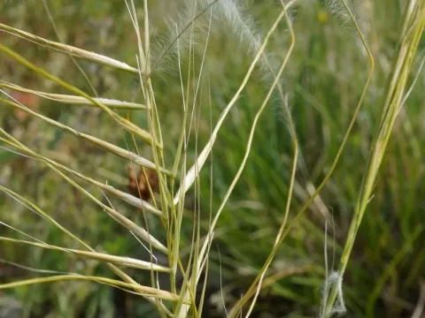 Stipa pulcherrima