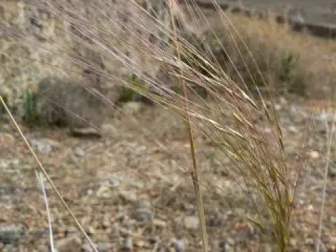 Stipa parviflora