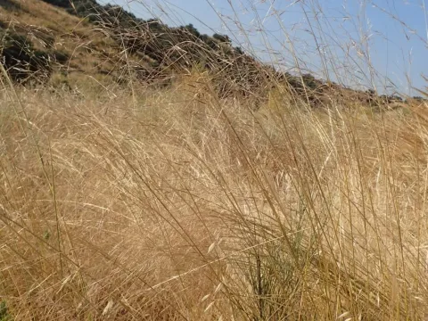Lagasca's needle grass