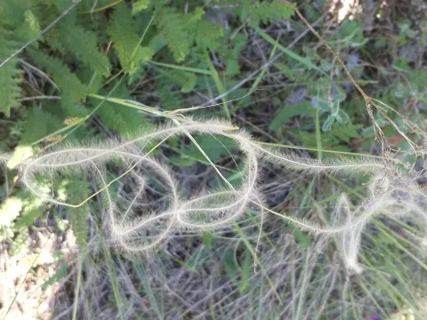 Stipa joannis