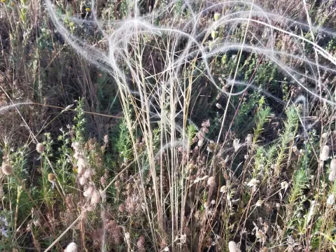 Iberian feather grass