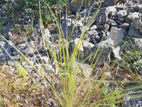 Stipa eriocaulis