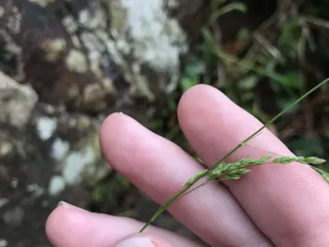 White-tipped bluegrass