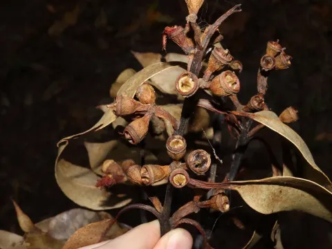 Eucalyptus pellita